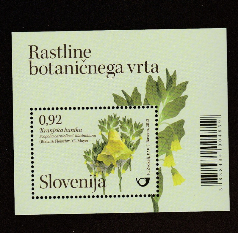 Flora jardines de Eslovenia: Scopolia carnifolica