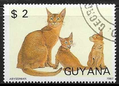 Abyssinian (Felis silvestris catus)