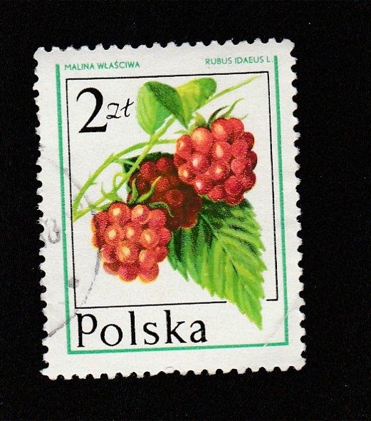Rubus idaedus