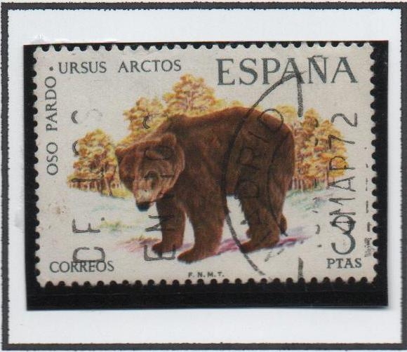 Oso Pardo