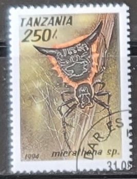 Micrathena sp.