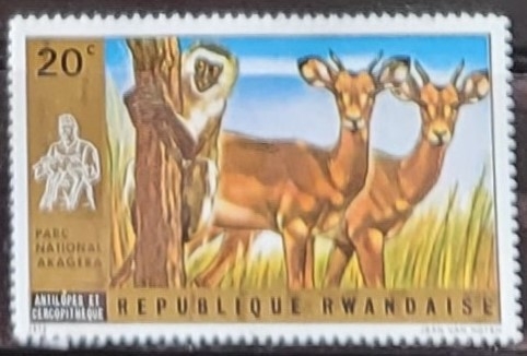 National Park of Akagera - Antilopes