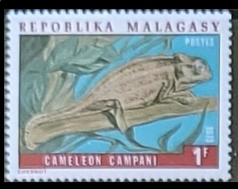 Cameleo campani