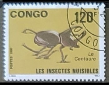 Insectos - Escarabajos