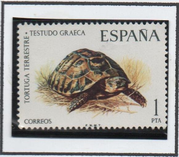 Tortuga Terestre