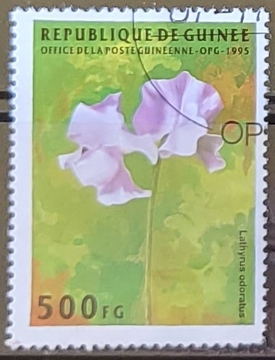 Flores - Lathyrus odoratus