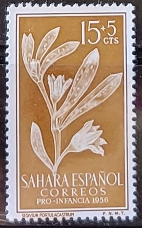 Flores - Sesuvium portulacastrum.