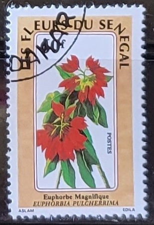 Flores -Euphorbia Pulcherrim
