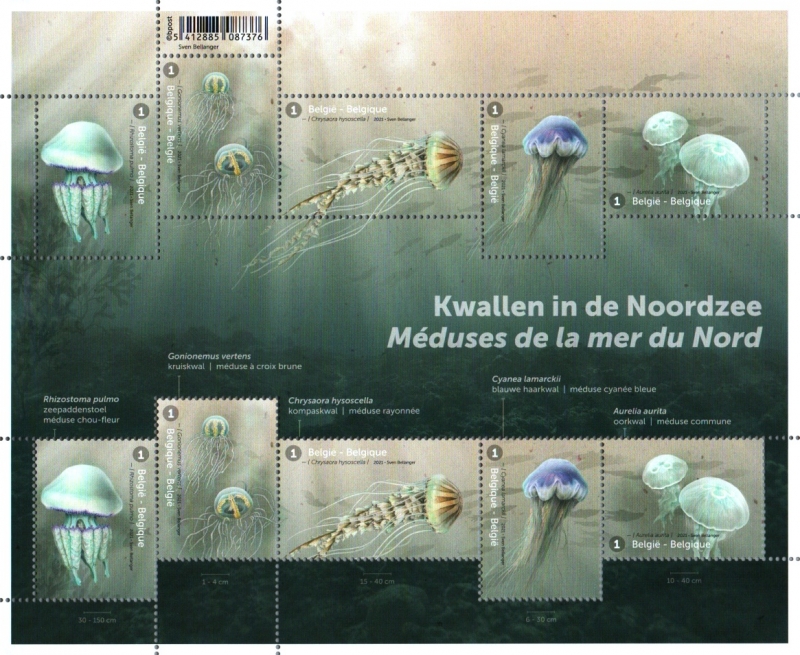 Medusas del Mar del Norte