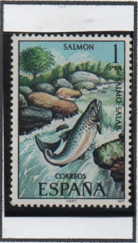 Fauna Hispánica: Salmon