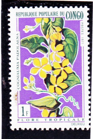 FLORES TROPICALES 