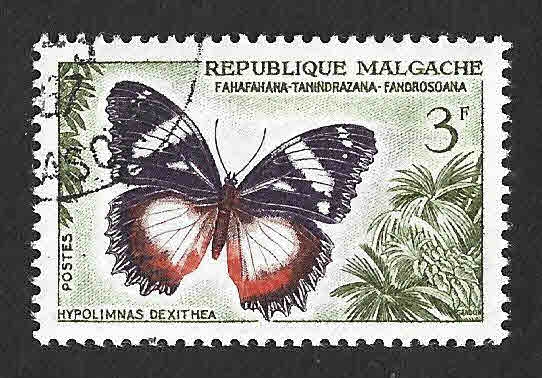 310 - Diadema de Madalagascar