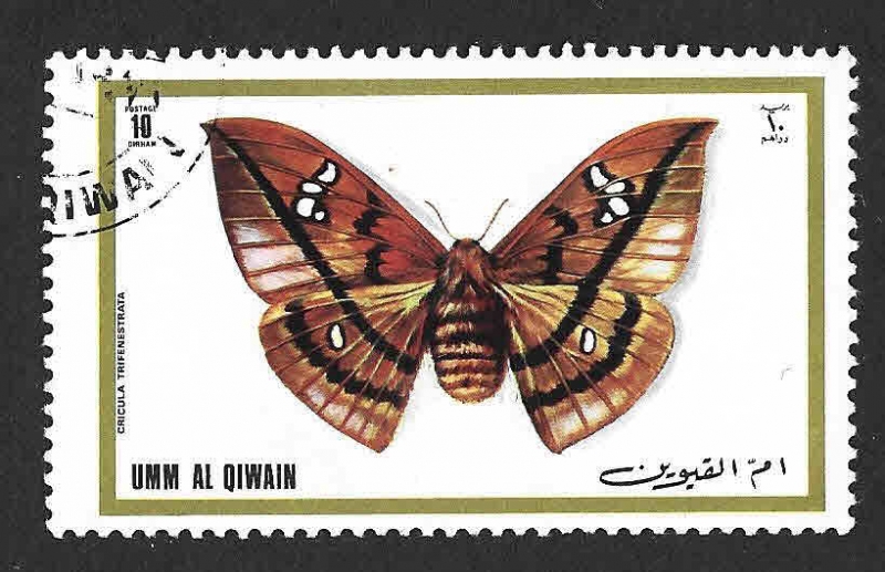 Mi624A - Polilla (UMM-AL-QIWAIN)