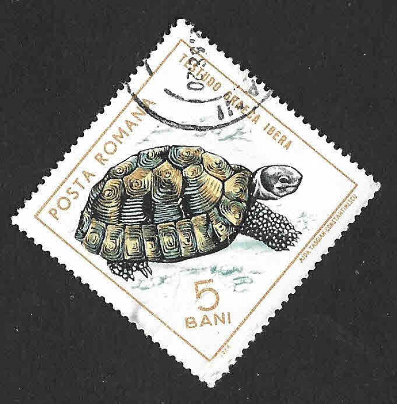 1719 - Tortuga Mora