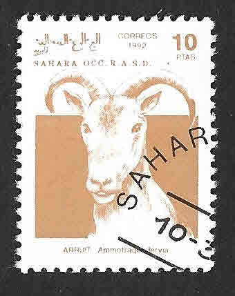 (C) - Cabra (SAHARA OCCIDENTAL)