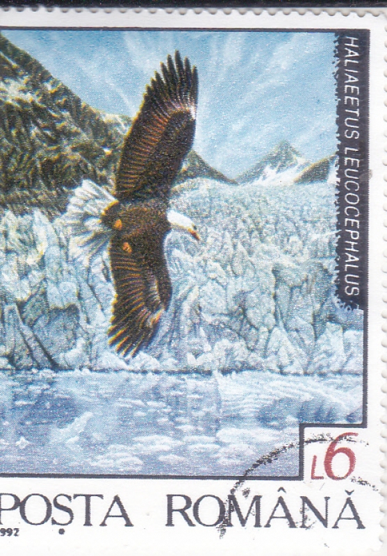 Águila calva (Haliaeetus leucocephalus)