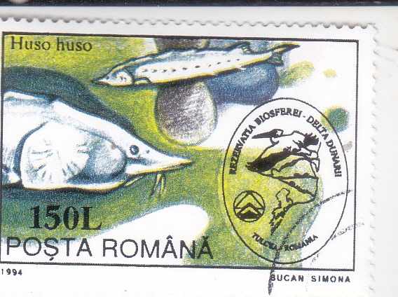 Danube Salmon (Huso huso)