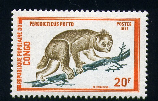 Perodicticus potto