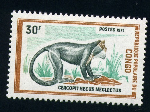 Cercopithecus neglectus