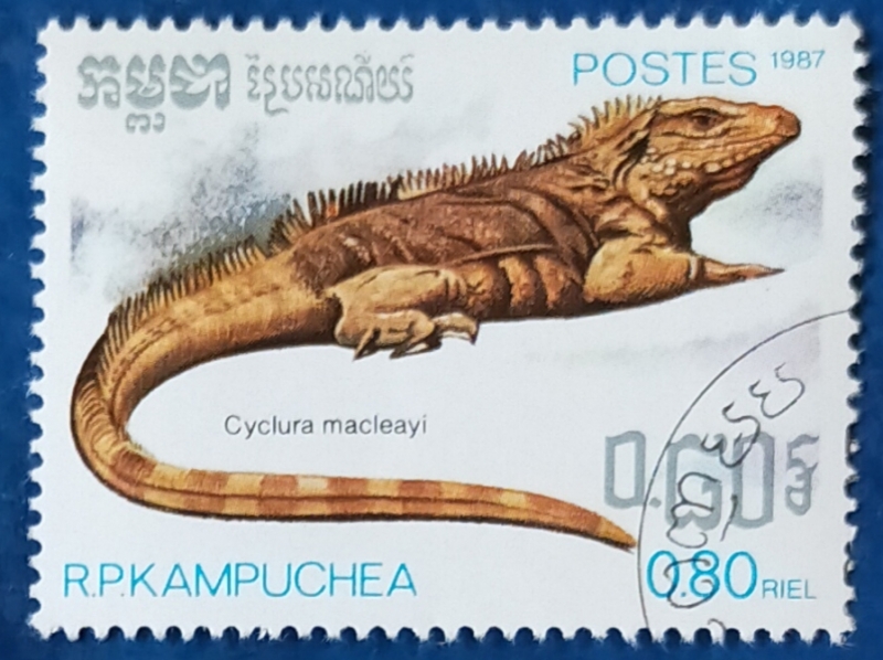 Cyclura macleayi