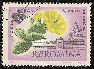 Opuntia vulgaris - Chumbera -  Centenario del Jardín botánico de Bucarest