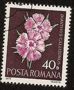 Flores - Dianthus callizonus