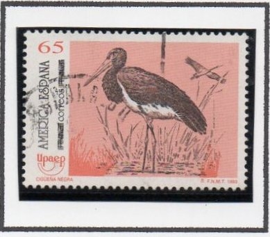 América UPAEP aves en Peligro d' Extinción: Cigüeña Negra