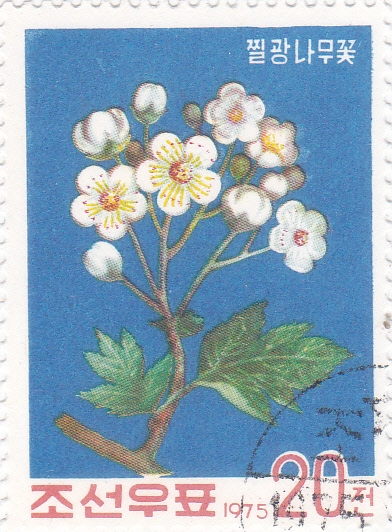 FLORES-