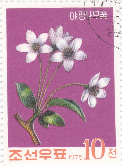 FLORES
