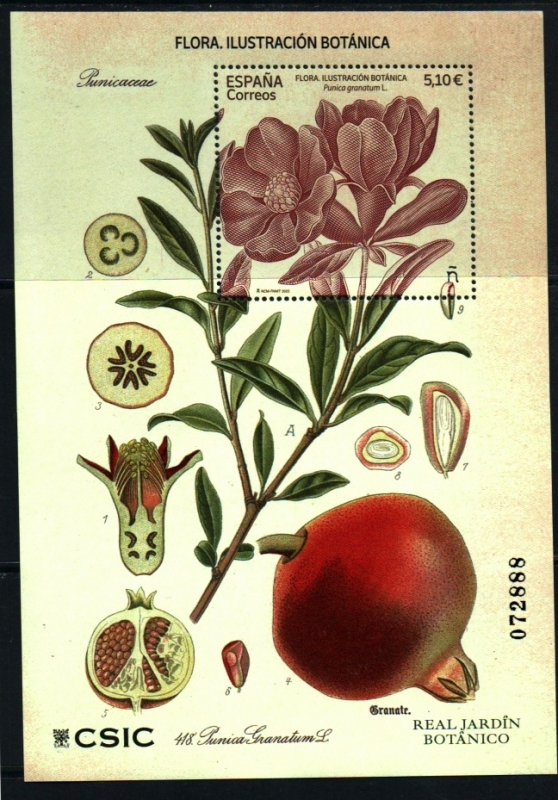 Flora- Ilustración Botánica
