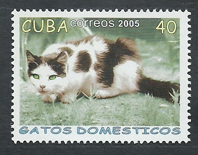 Gato