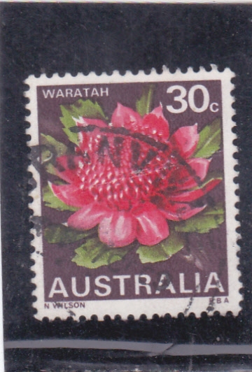 FLORES- waratah