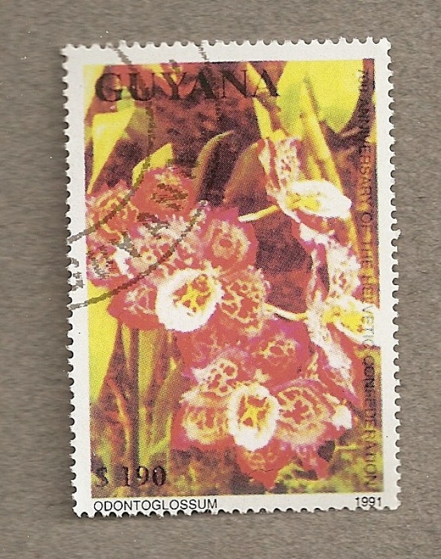 Flor Odontoglossum