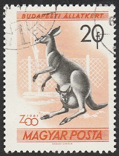 1413 - Zoo de Budapest, canguro 
