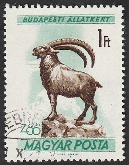 1418 - Cabra montesa