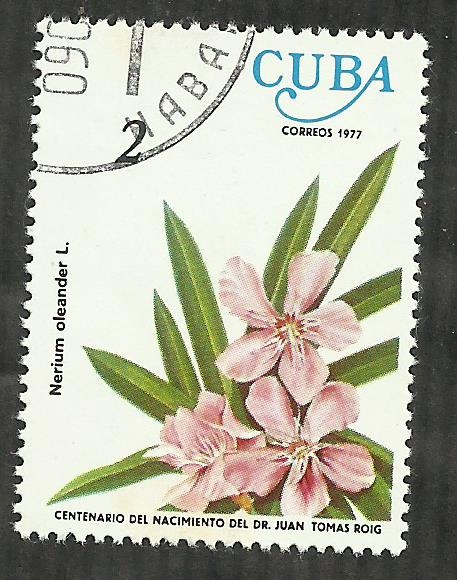 Nerium Oleander