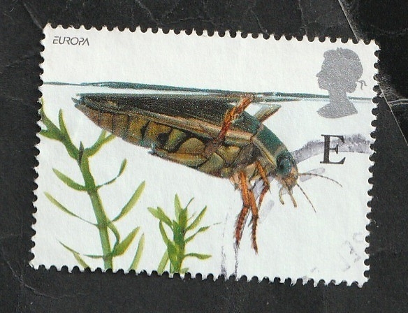 2263 - Coleóptero, Dytiscus marginalis