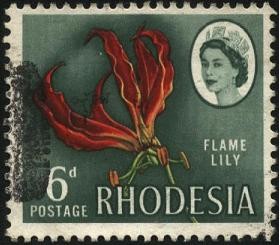 Rhodesia. LILY FLAME. Planta Gloriosa de las tuberosas, herbáceas deciduas y perennes.