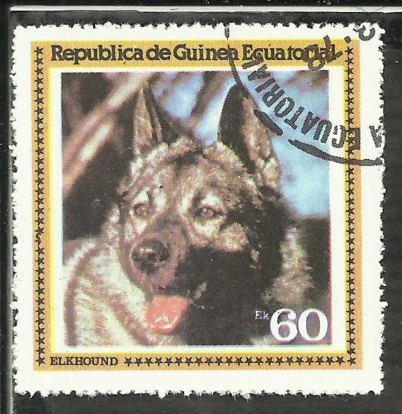 Gray Norwegian Elkhound