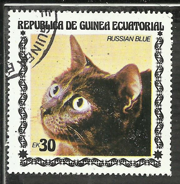Russian Blue