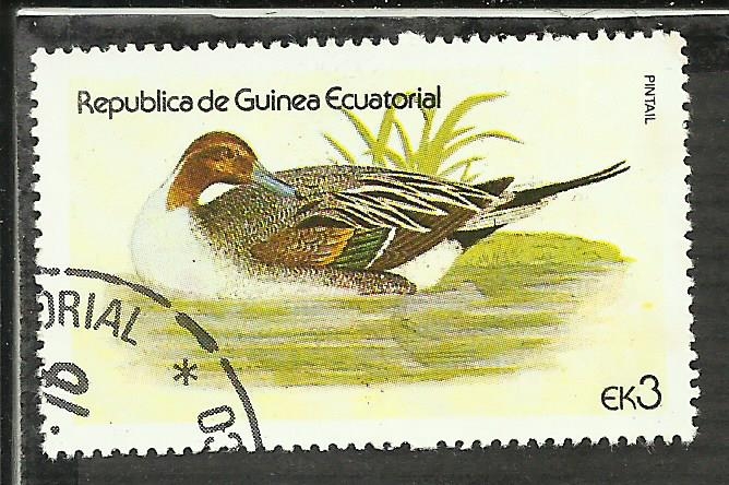 Northern Pintail