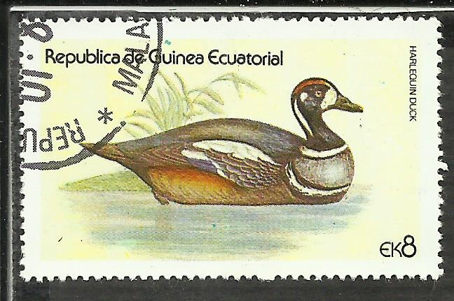 Herlequin Duck