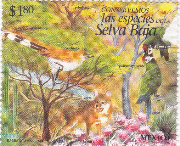 Especies selva baja 