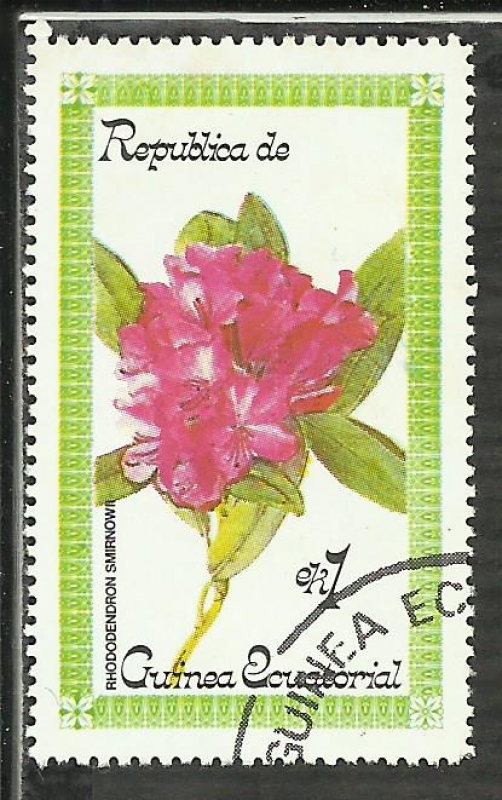 Rhododendron smirnowh