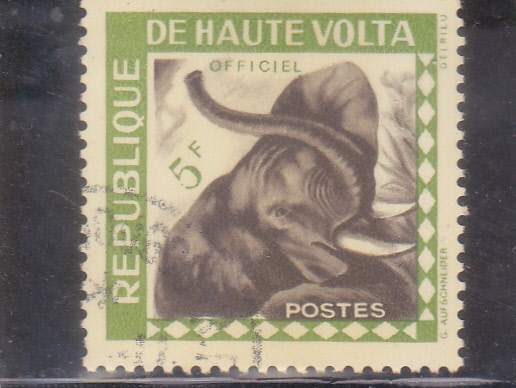 elefante