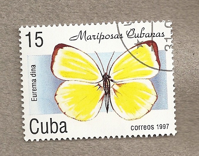 Mariposas cubanas:Eurema dina