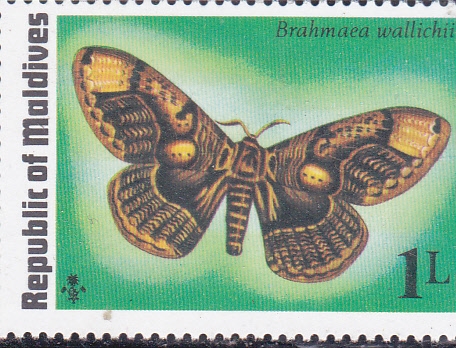 Mariposa