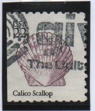 Calico Scallop