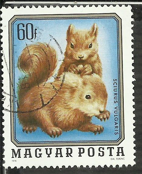 Sciurus Vulgaris