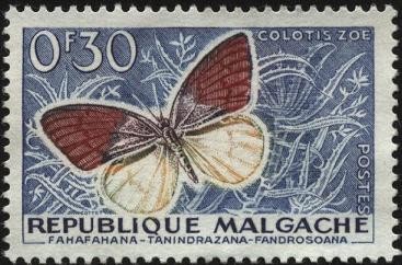 Repúlica de Malgache. Mariposa Colotis zoe.